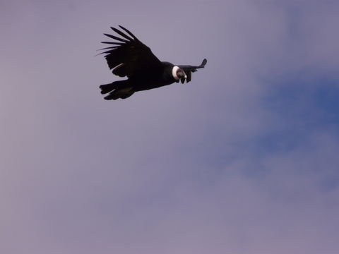 18.https www inaturalist org photos 1618229.580x360