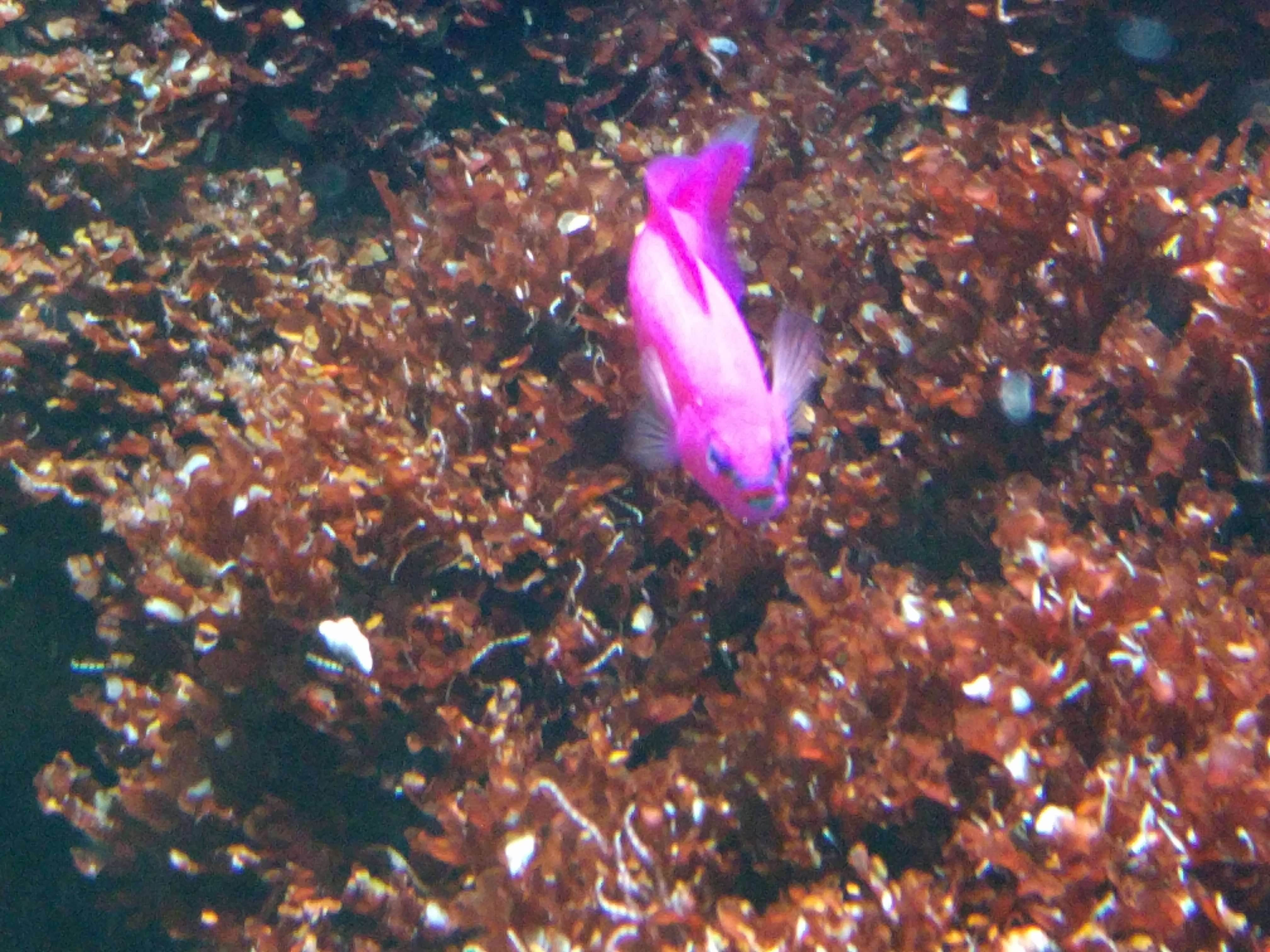 Image of Orchid dottyback