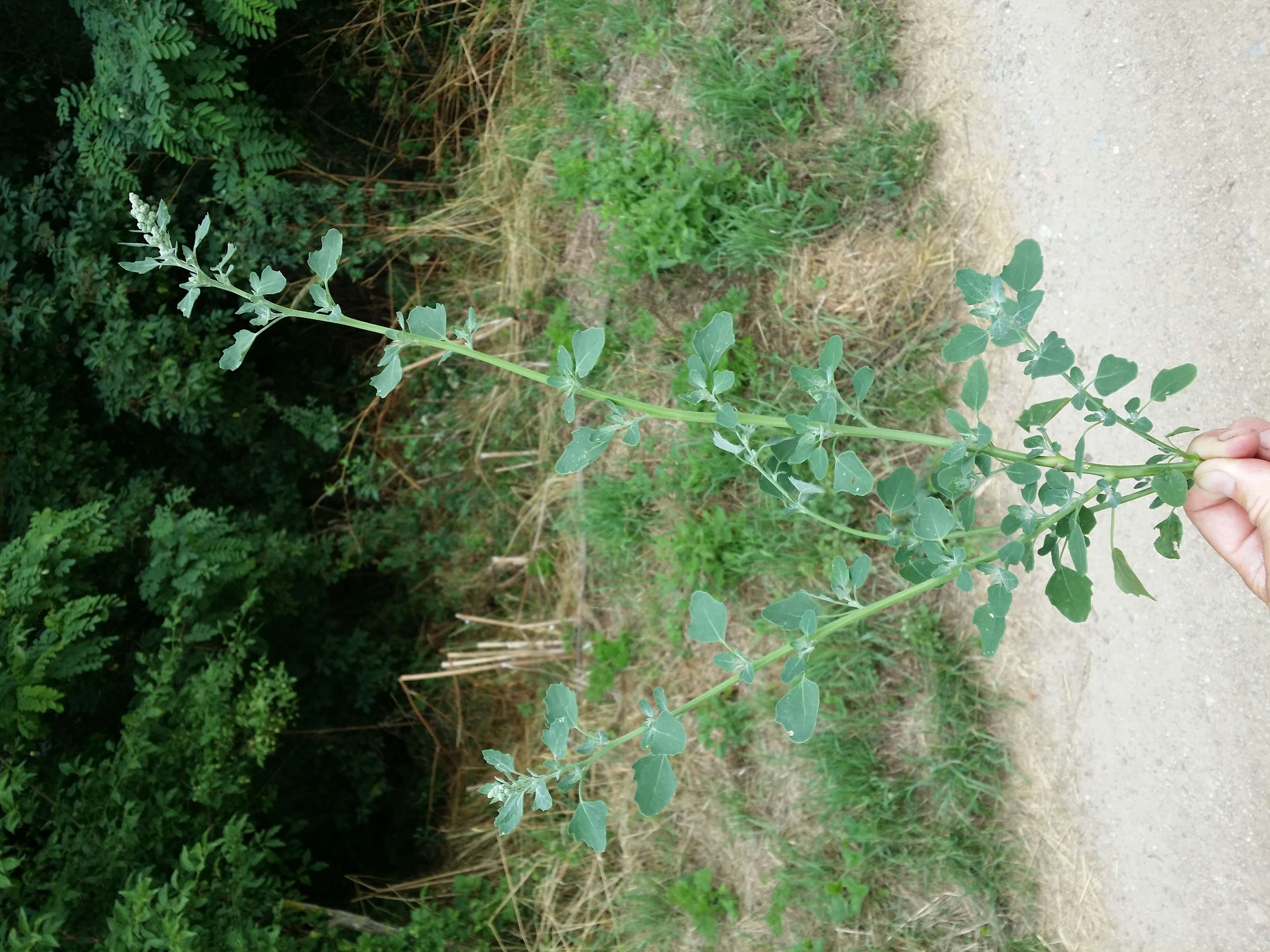 Plancia ëd Chenopodium opulifolium Schrader