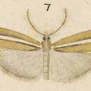 Image of Orocrambus haplotomus Meyrick 1882
