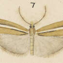 صورة Orocrambus haplotomus Meyrick 1882