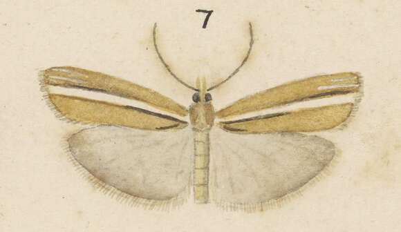 Image of Orocrambus haplotomus Meyrick 1882