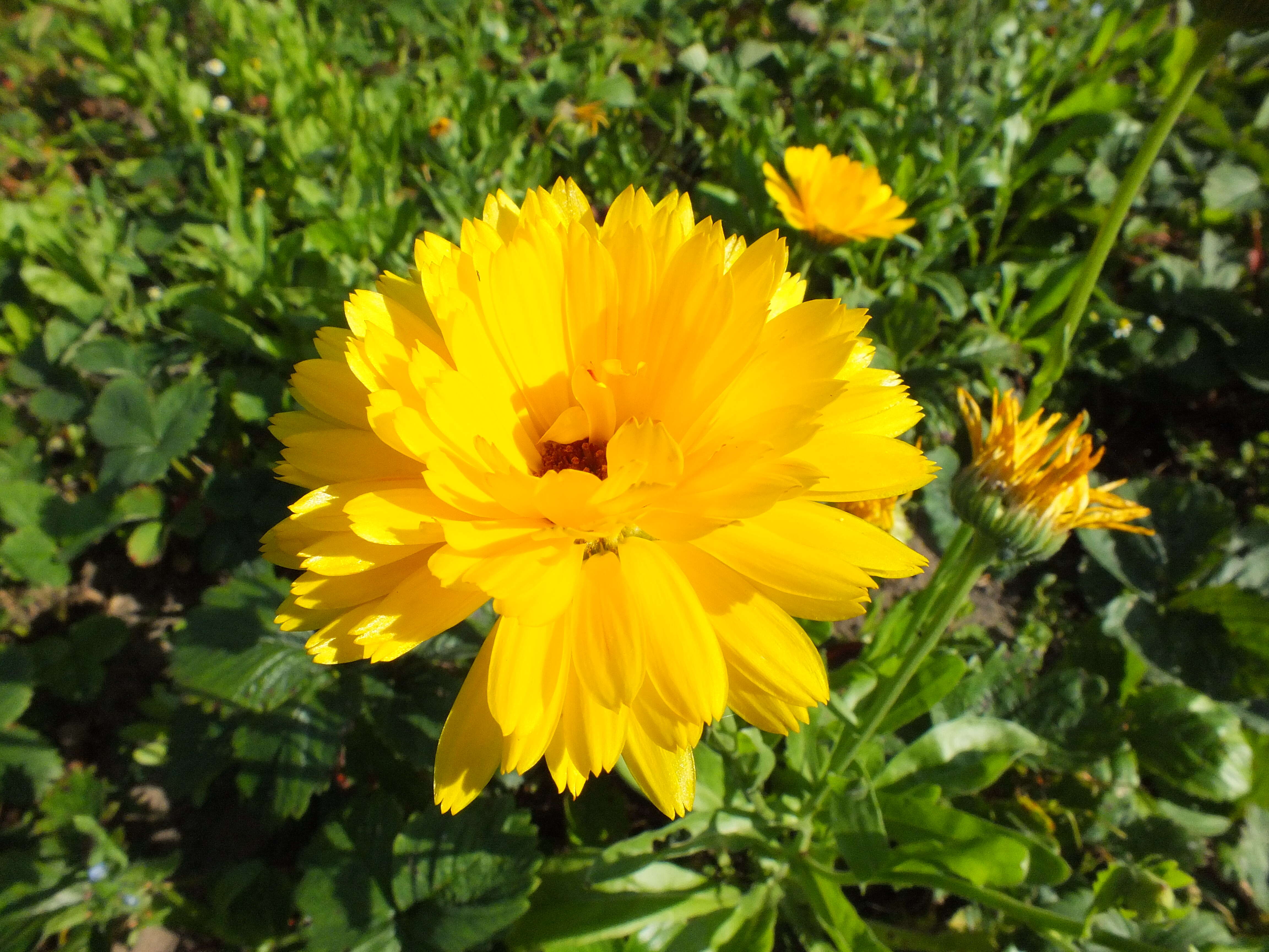 Image of pot marigold