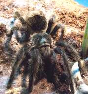 Image of Pampas Tawny-red Tarantula