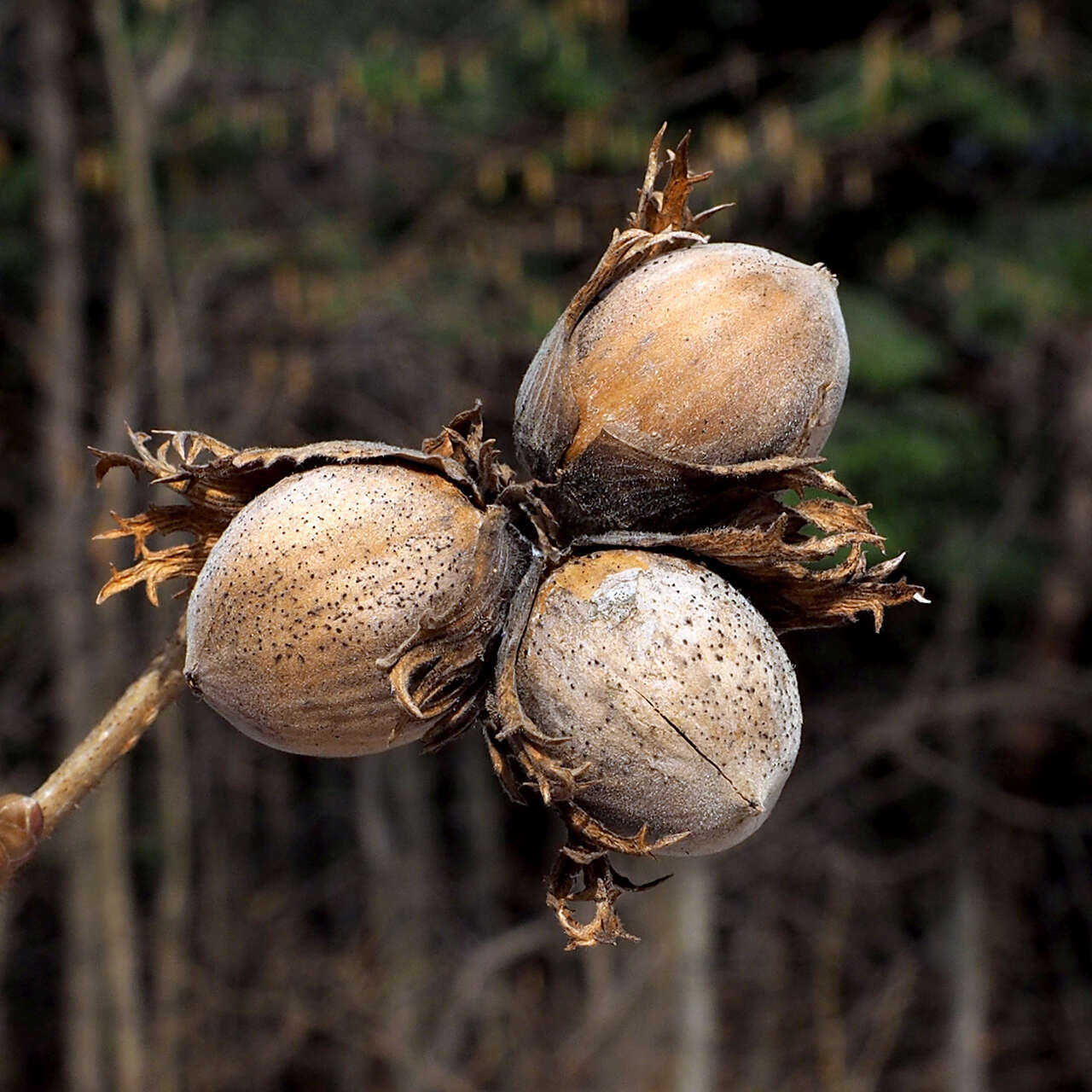 Image of Cobnut