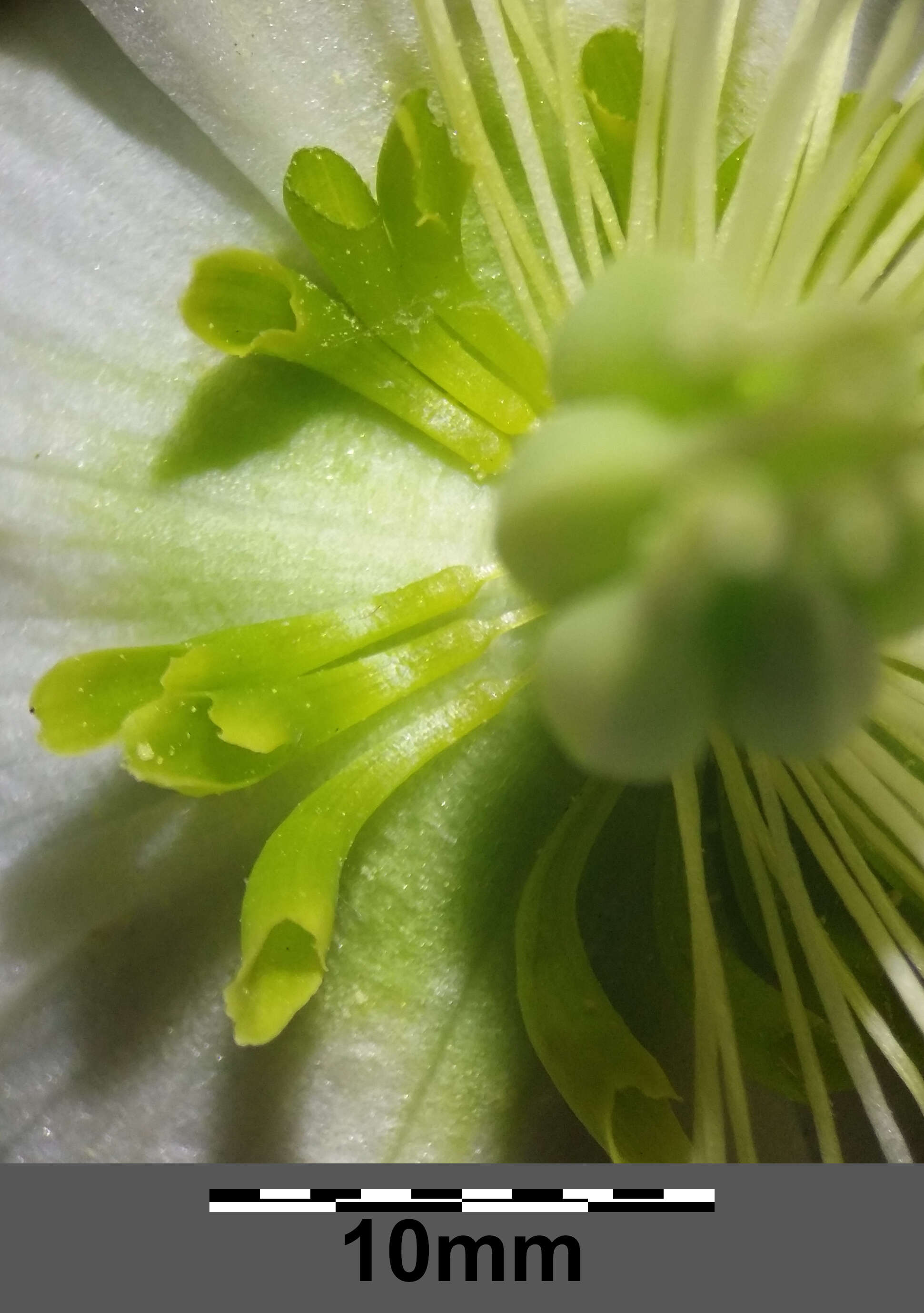 Image of black hellebore