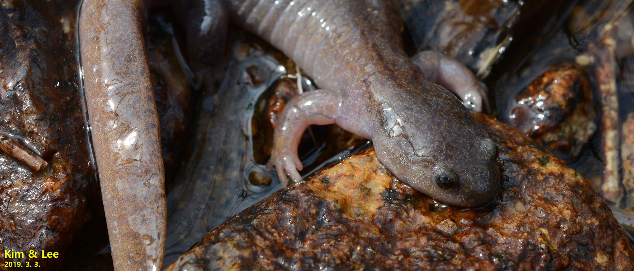 Image of Chinese Salamander