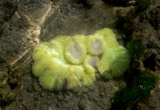 Image of sea anemones