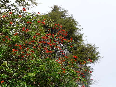 Image of Erythrina stricta Roxb.