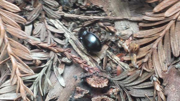 18.https www inaturalist org photos 1621841.580x360
