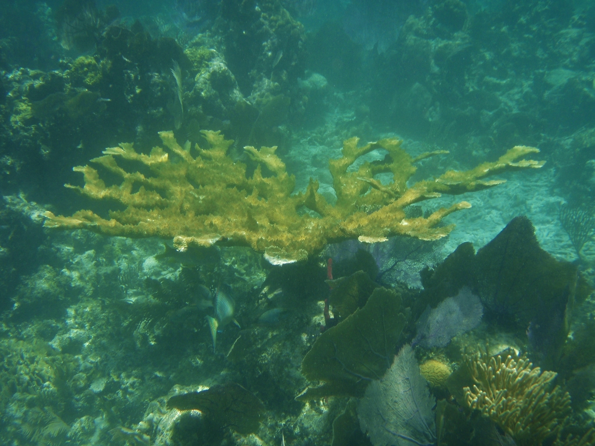 Image of Elkhorn Coral