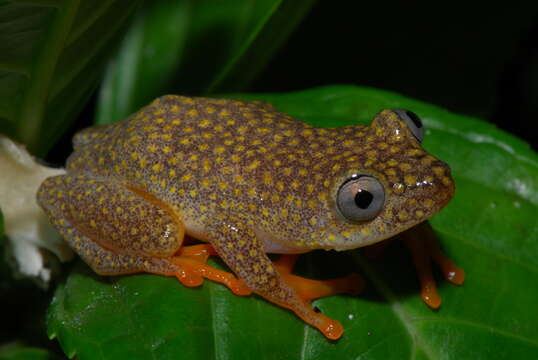 Imagem de Heterixalus alboguttatus (Boulenger 1882)