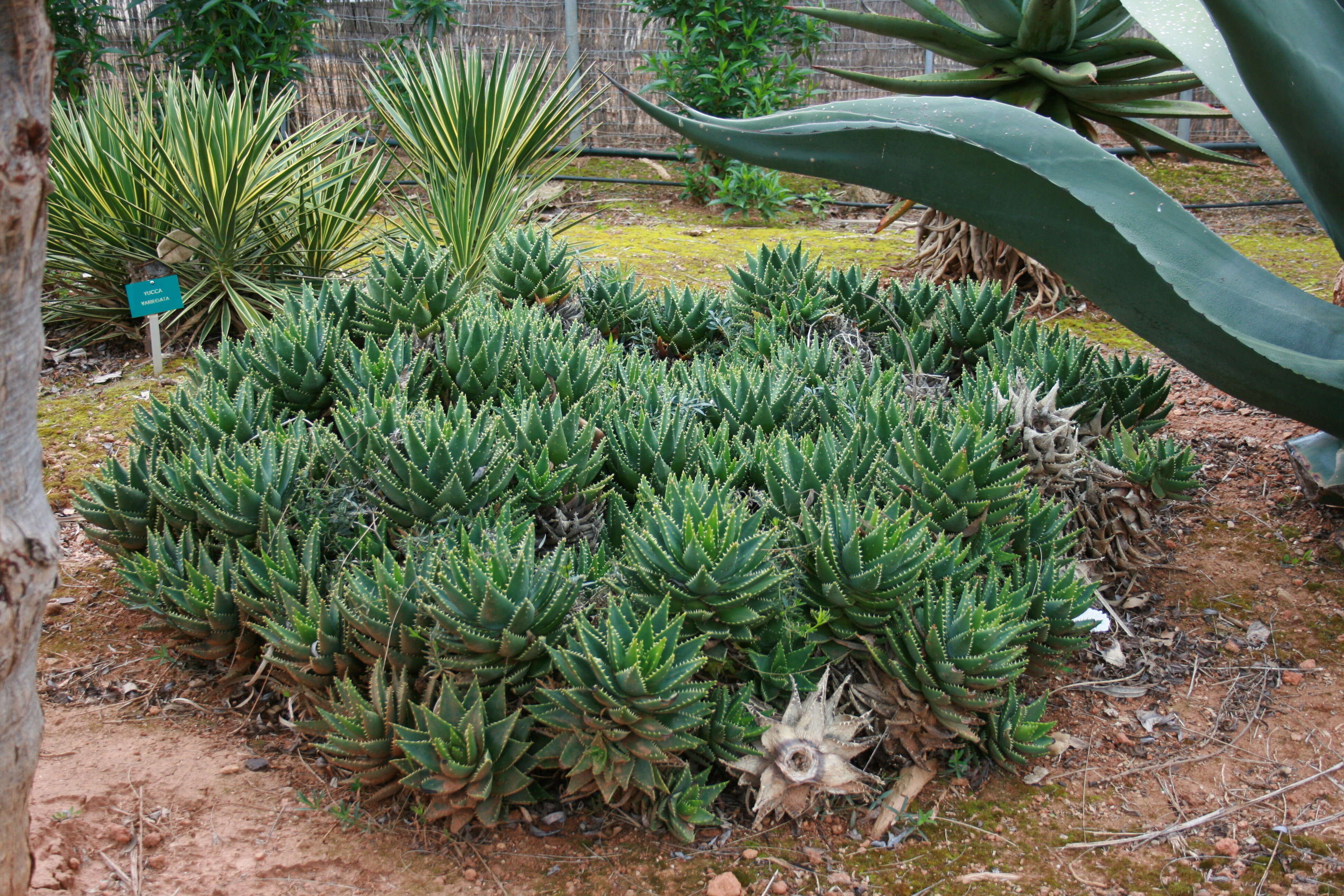 Image of Aloe × nobilis