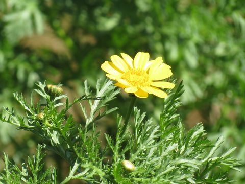 Image of <i>Glebionis coronaria</i>