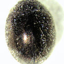 Image of <i>Telsimia subviridis</i>