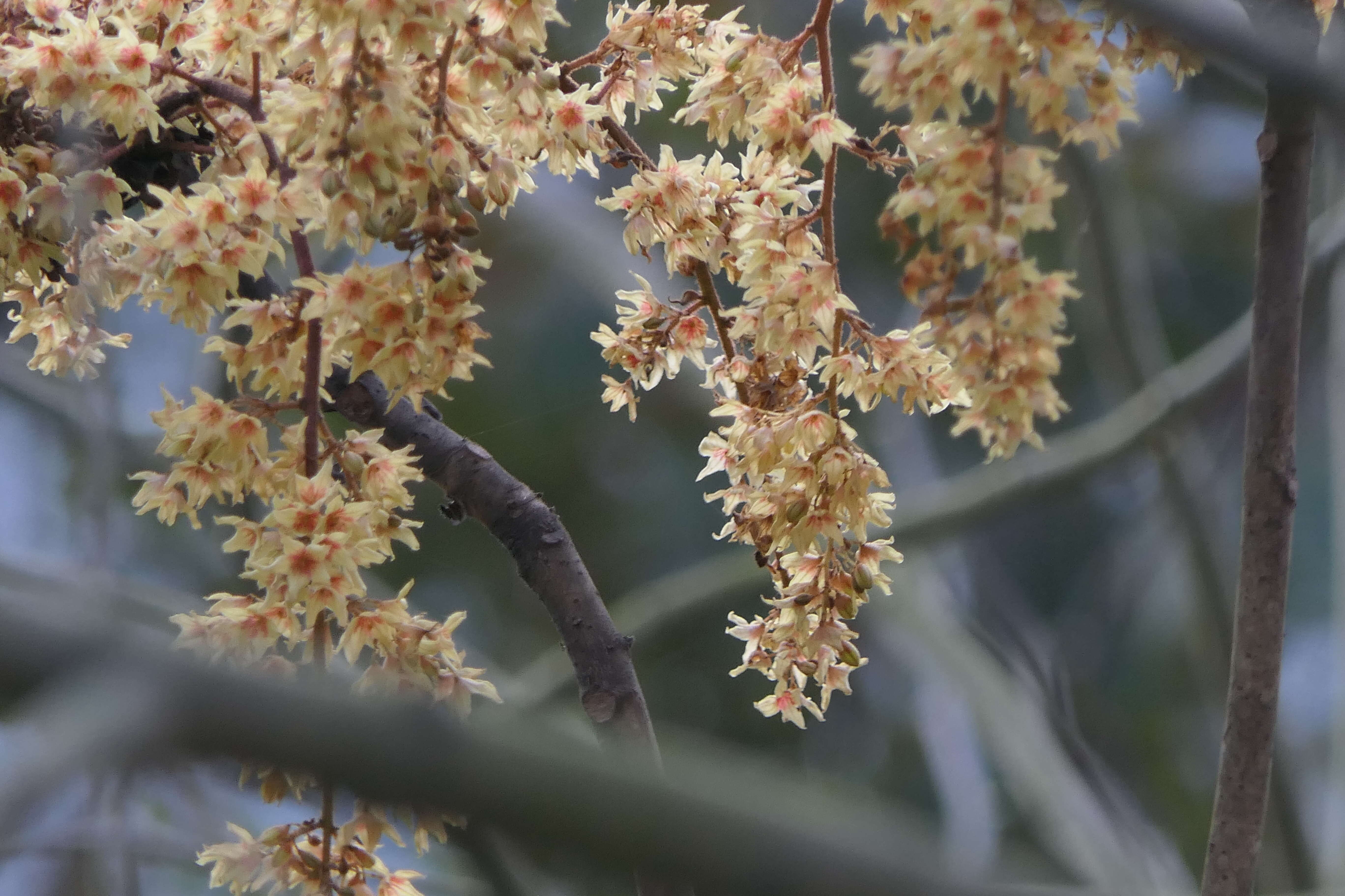 Imagem de Sterculia villosa Roxb.