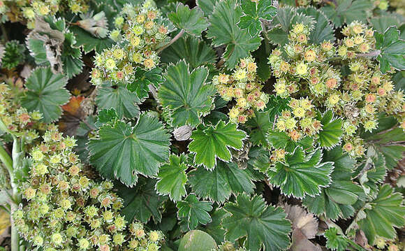 Image of Lachemilla