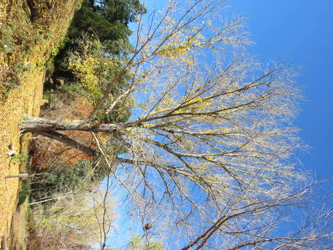 Image of eastern cottonwood