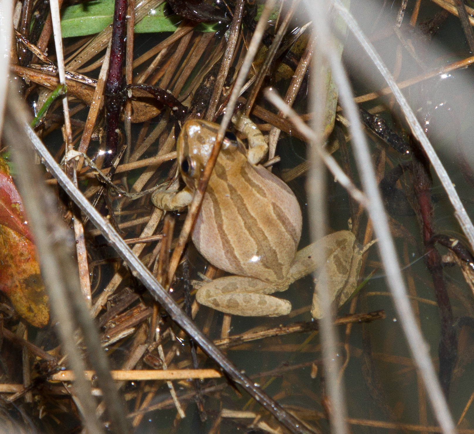 Image of Cajun Chorus Frog
