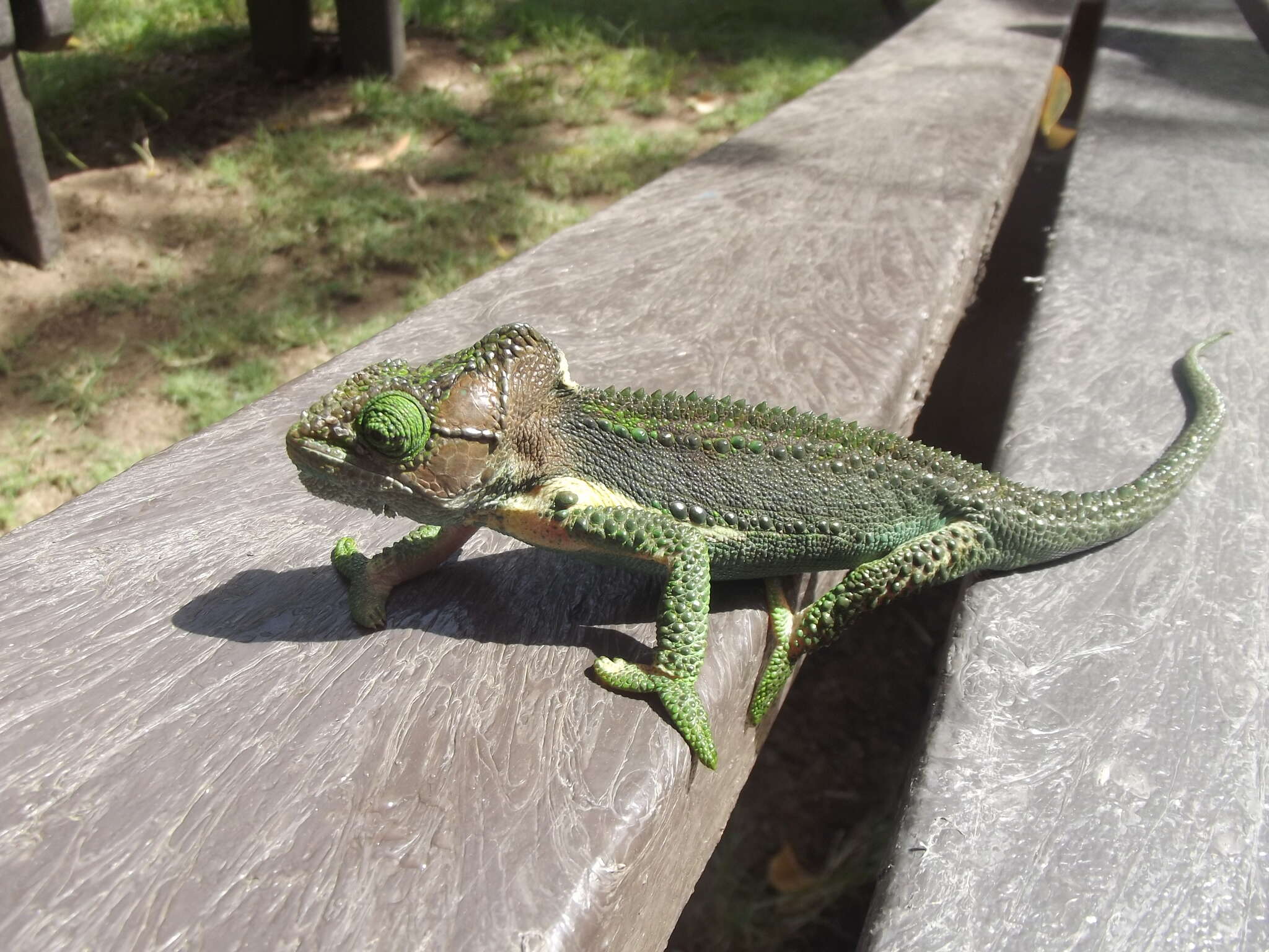 Image of Knysna dwarf chameleon