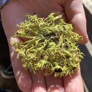 Image of Brown-eyed wolf lichen