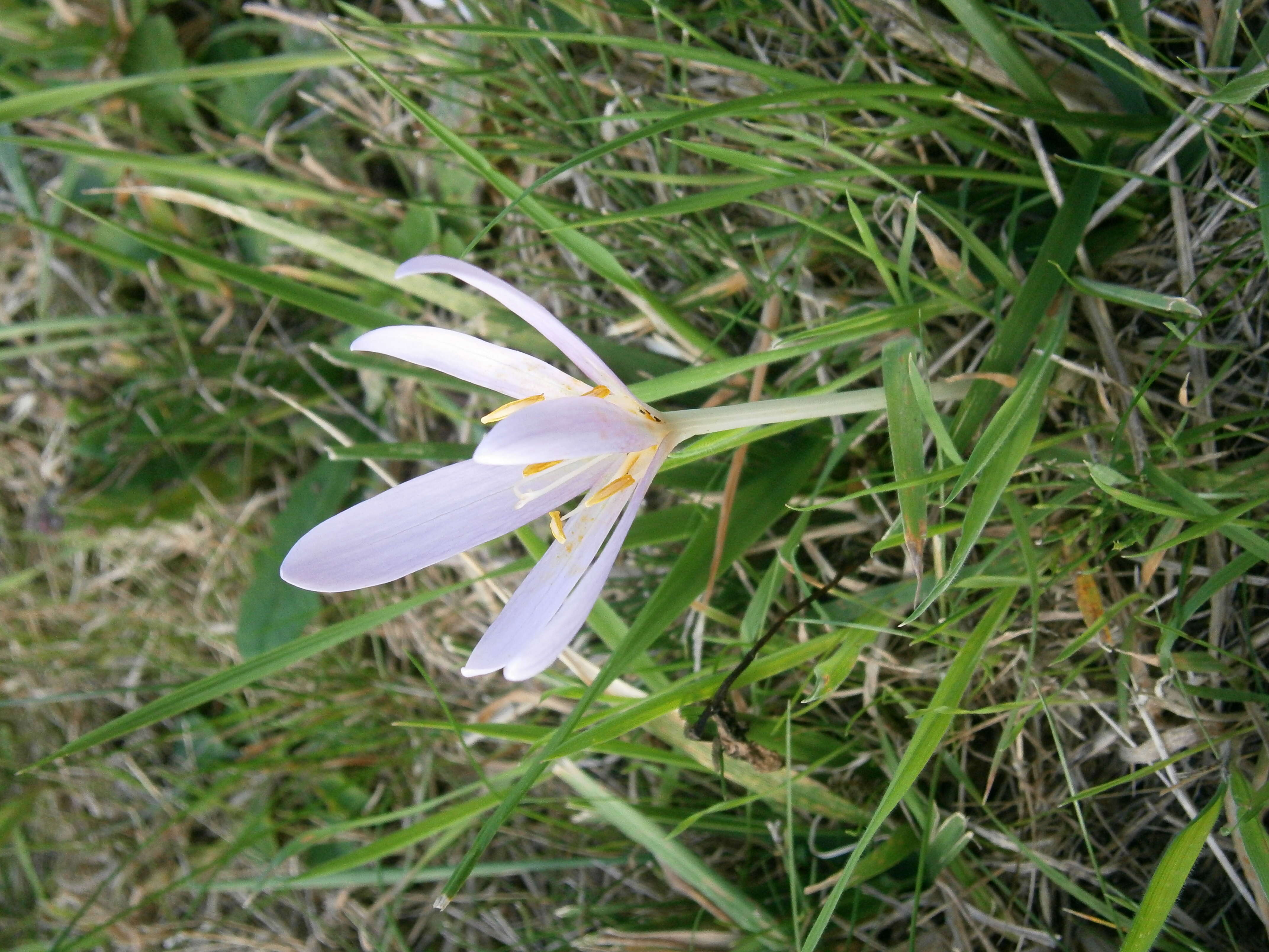 Image of Autumn crocus