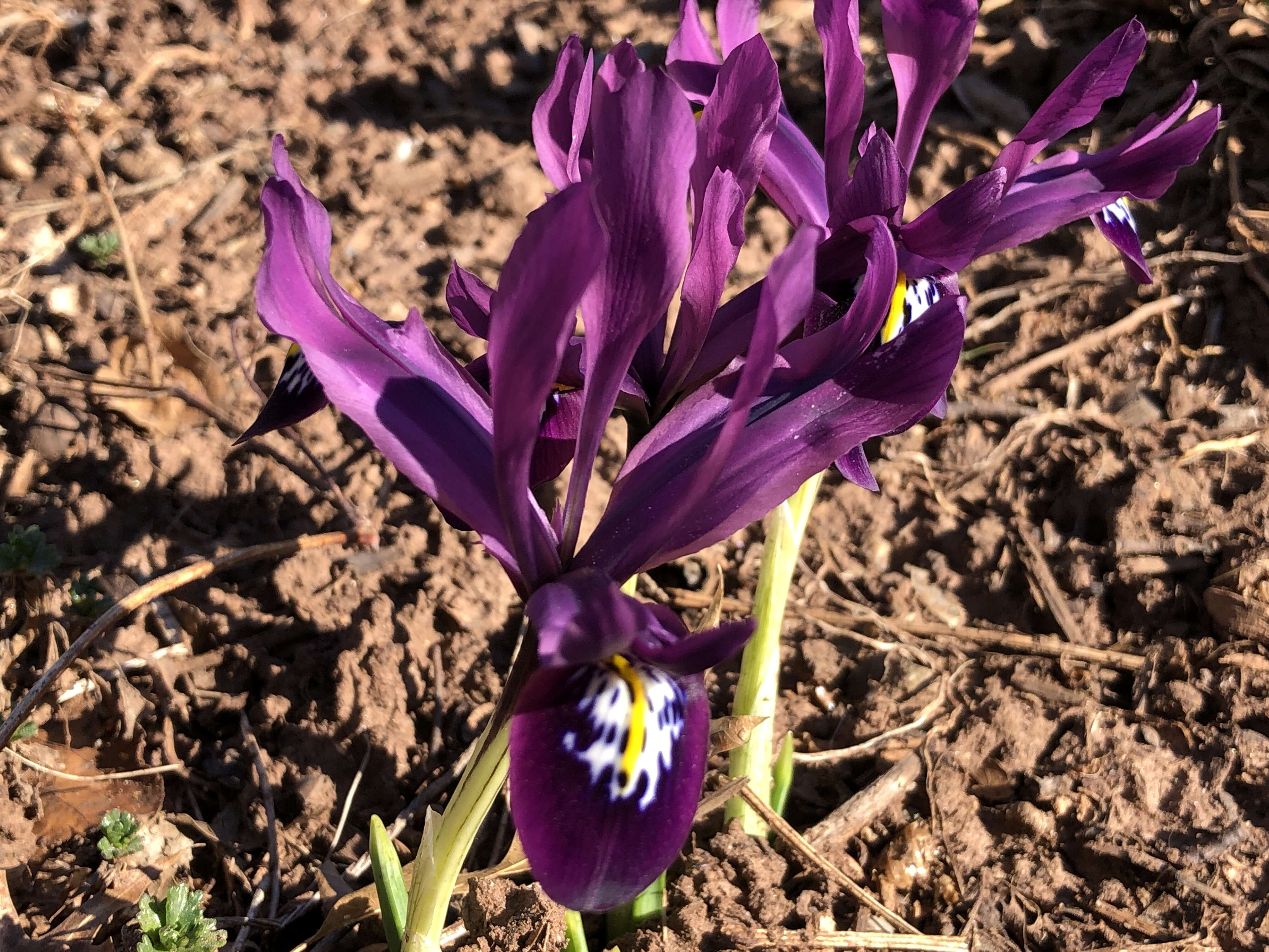 Image of Iris reticulata M. Bieb.