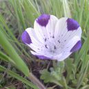 Image of <i>Nemophila maculata</i>