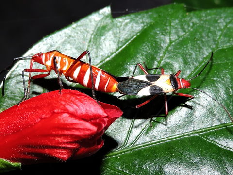 Image of Pale Red Bug