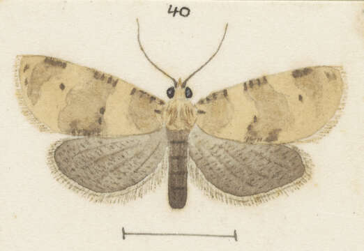 Dipterina imbriferana Meyrick 1881的圖片