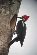 Image of Lineated Woodpecker