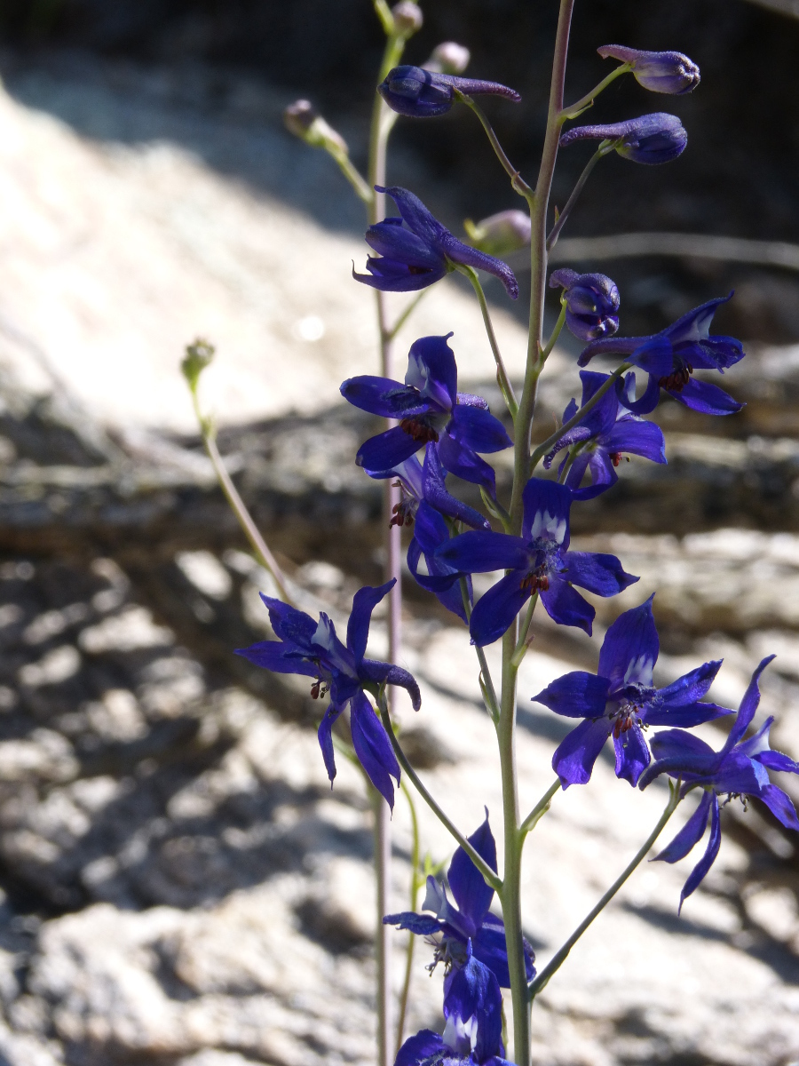 Image of <i>Delphinium scaposum</i>