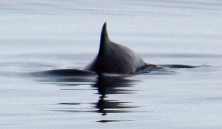Image of Common Porpoise