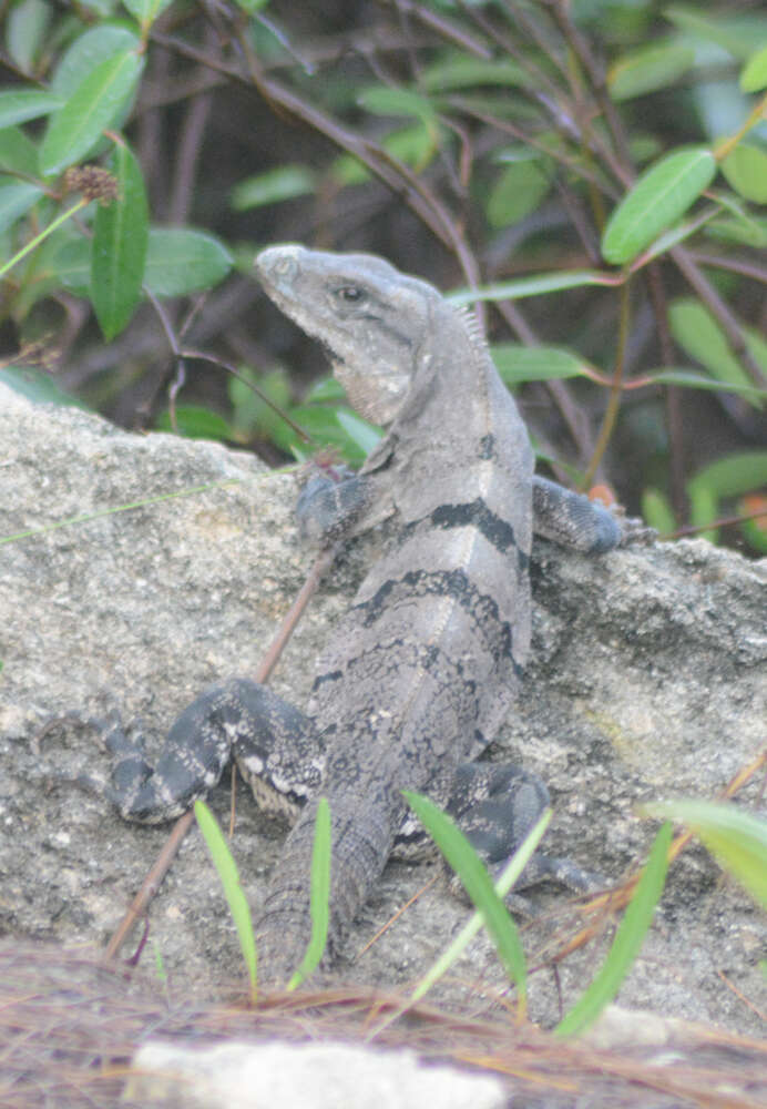 Image of Ctenosaura