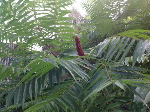 Image of staghorn sumac