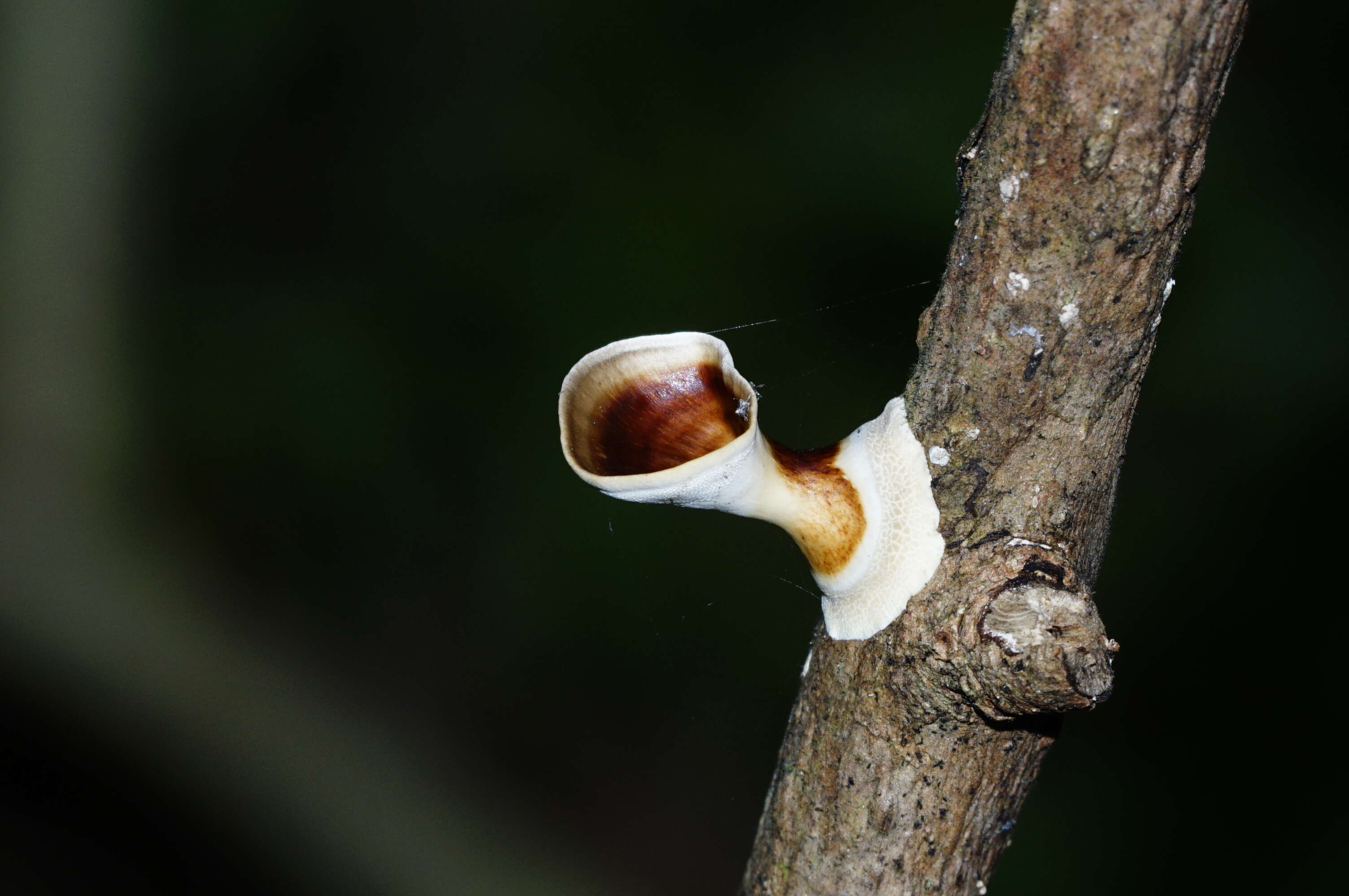 Microporus xanthopus (Fr.) Kuntze 1898 resmi