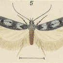 Image of Kiwaia caerulea Hudson 1925