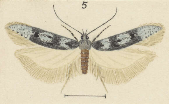 Image of Kiwaia caerulea Hudson 1925
