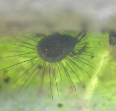 Image of <i>Neotrichozetes spinulosa</i>