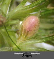 Image of Soft Hornwort