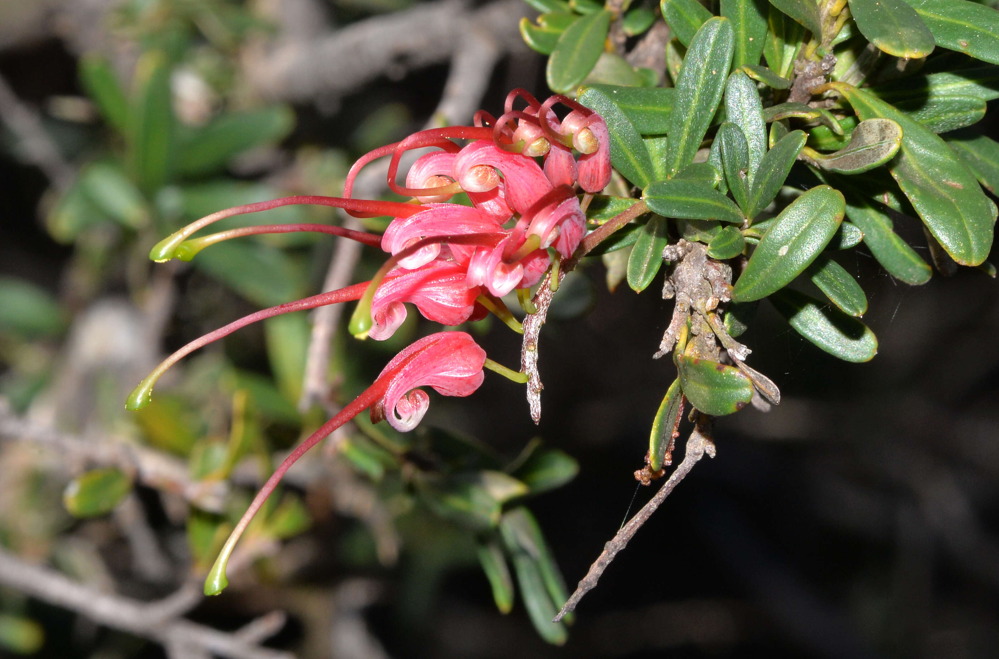 Image of Silky-oak