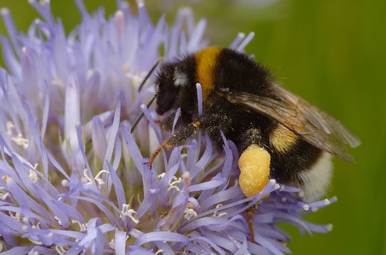 18.https www inaturalist org photos 16300.580x360