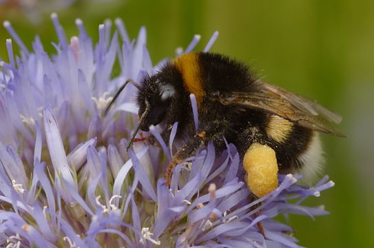 18.https www inaturalist org photos 16301.580x360