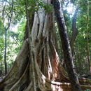 Image of <i>Ficus polita</i>