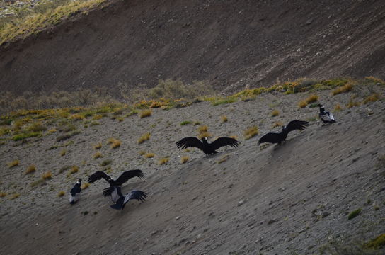 18.https www inaturalist org photos 1630283.580x360