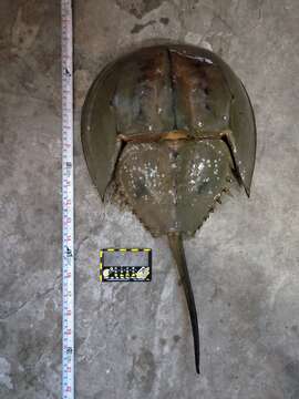 Image of Horseshoe Crab