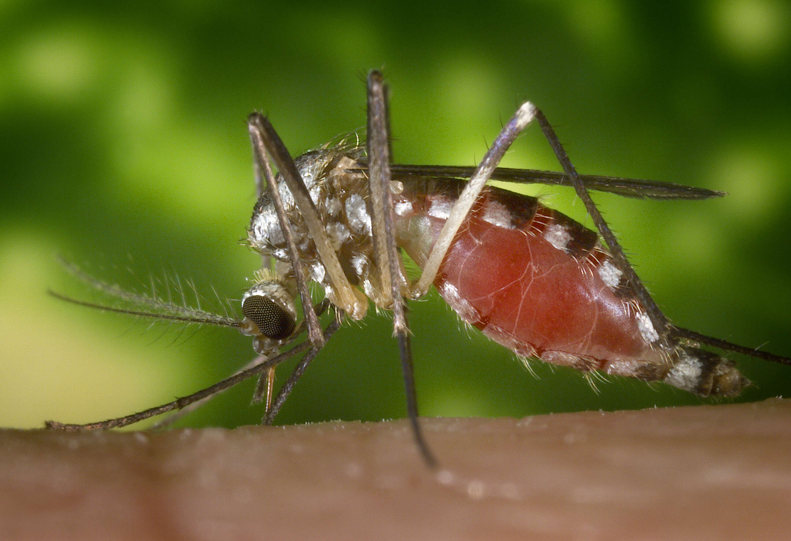 Image of Eastern Treehole Mosquito