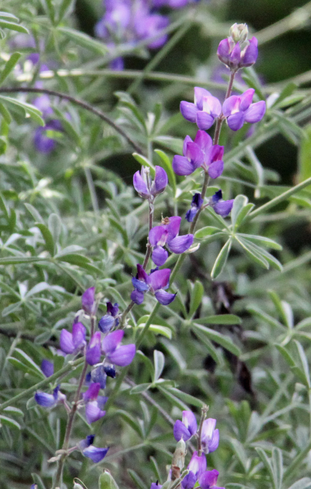 Image of silver lupine