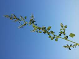 Image of Grey Goosefoot