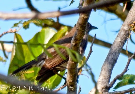 Image of Scaly-breasted Thrasher
